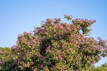 10 PURPLE ORCHID TREE Bauhinia Purpurea Camel's Foot Butterfly Flower Tree Hummingbird Seeds